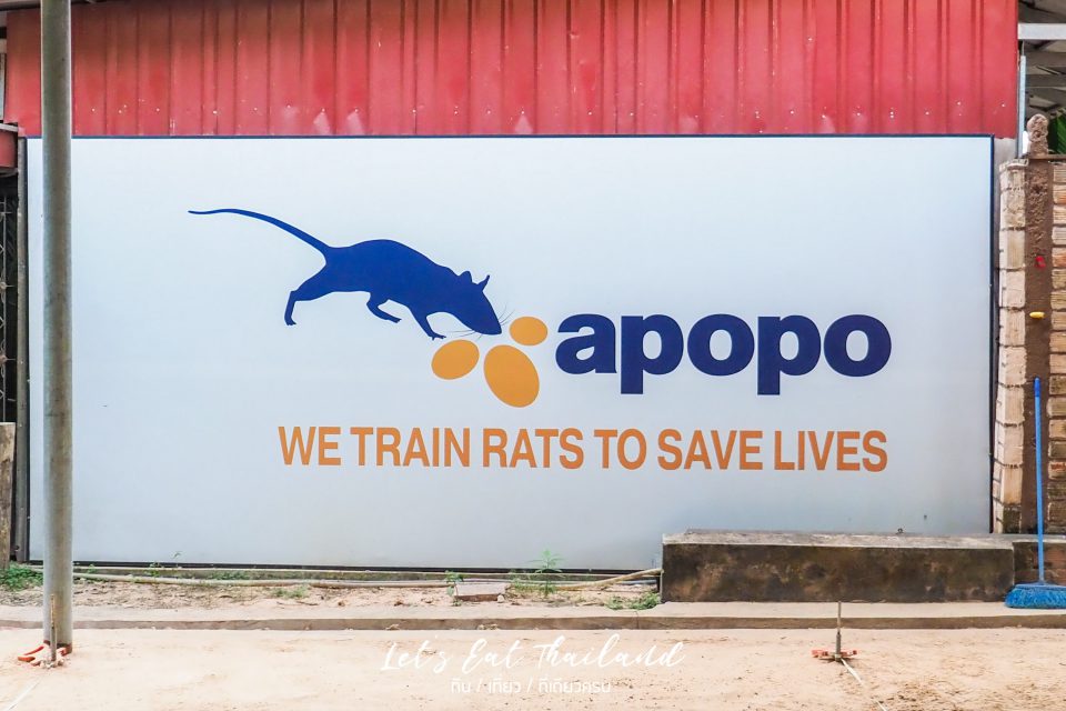 Apopo Hero Rats  เสียมเรียบ เสียมราฐ